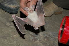 Otonycteris leucophaea