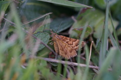 Chrysolarentia heliacaria