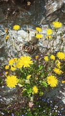 Crepis capillaris