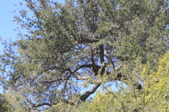 Quercus brandegeei