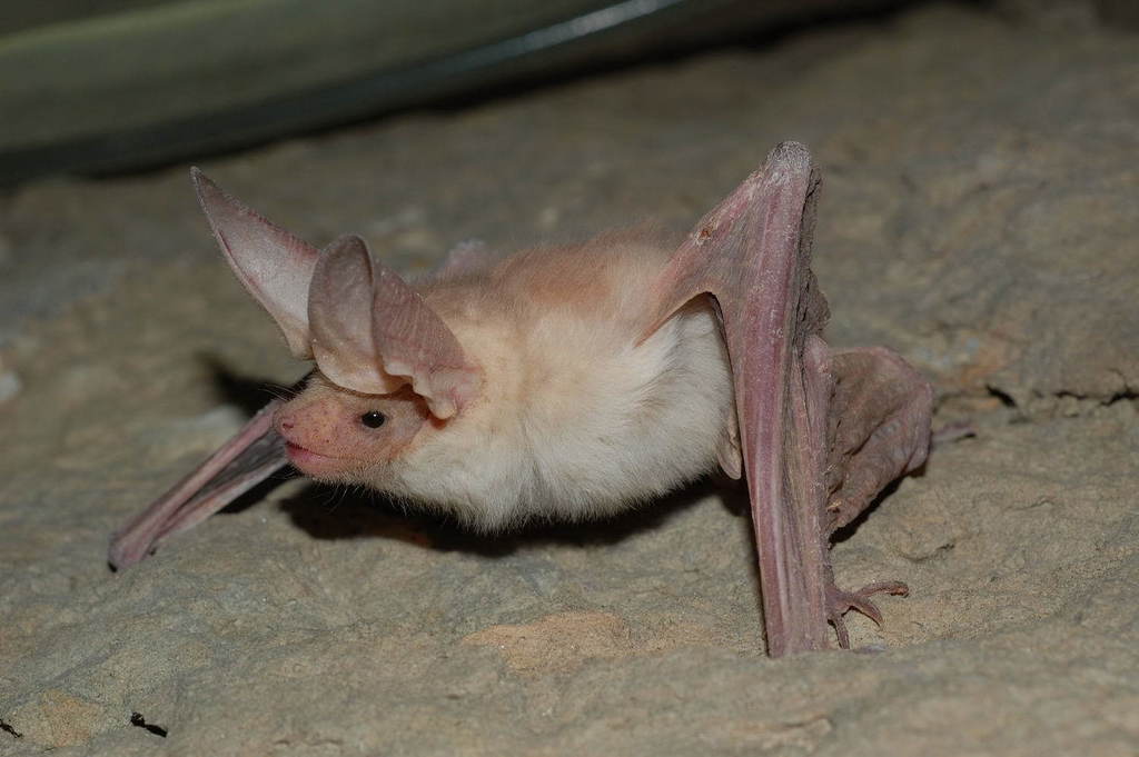Turkestani Long-Eared Bat