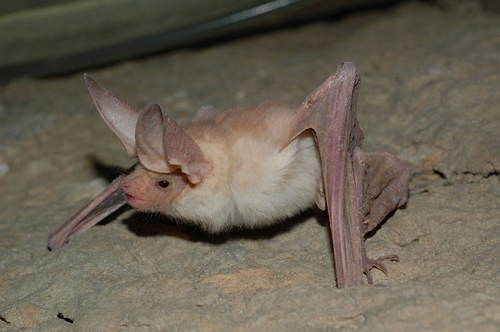 Ashen Desert Bat (Otonycteris leucophaea) — Data Deficient Mammalia