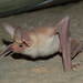 Ashen Desert Bat - Photo (c) Pavel Gorbunov, some rights reserved (CC BY-NC), uploaded by Pavel Gorbunov