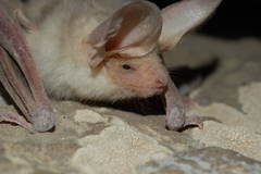 Otonycteris leucophaea