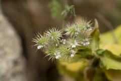 Torilis leptophylla