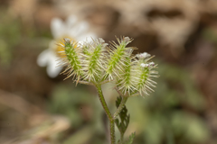 Torilis leptophylla