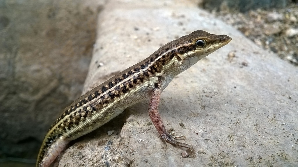 Kutch Small-Scaled Snake-Eye