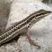 Kutch Small-scaled Snake-Eye - Photo (c) Viral joshi, some rights reserved (CC BY), uploaded by Viral joshi