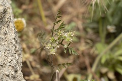 Torilis leptophylla