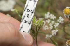 Torilis leptophylla