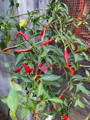 Capsicum annuum