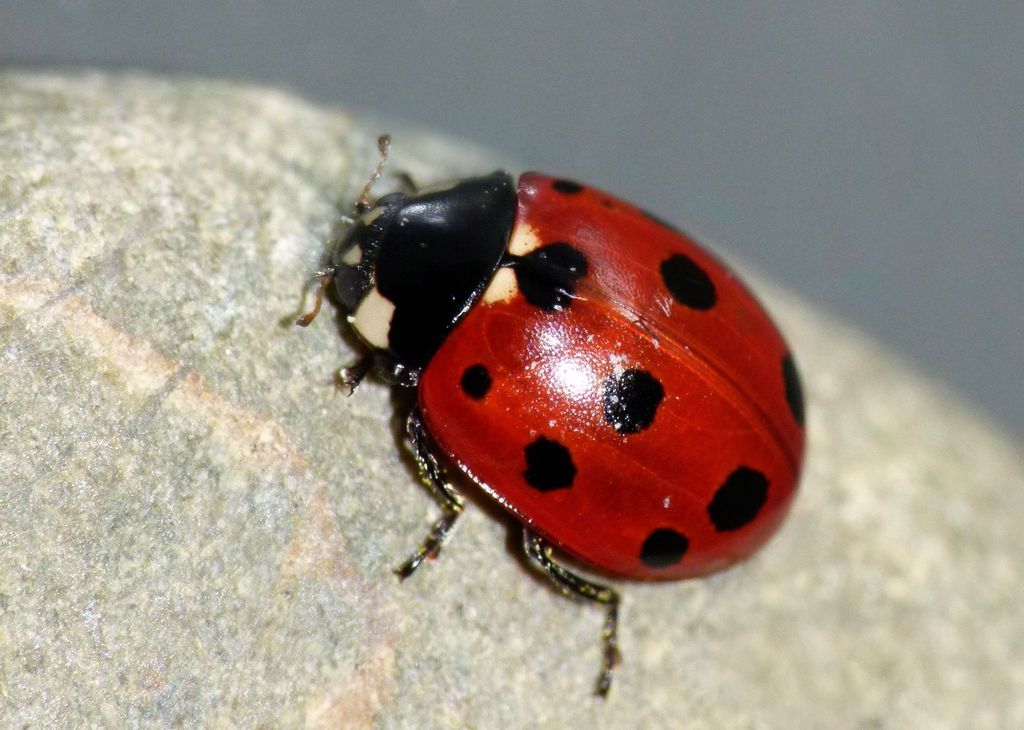 Eleven-spotted Ladybird Beetle