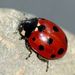 Coccinella undecimpunctata - Photo (c) Steve Kerr,  זכויות יוצרים חלקיות (CC BY), הועלה על ידי Steve Kerr