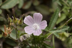 Malva cretica