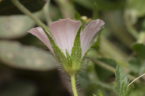 Image of Malva cretica by (c) Eleftherios Katsillis, some rights reserved (CC BY)