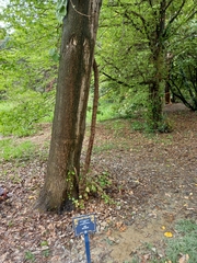 Quercus hartwissiana