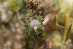 Ononis reclinata