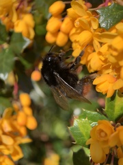 Bombus lapidarius