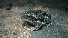 Uperodon systoma