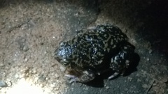 Uperodon systoma