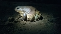 Uperodon globulosus