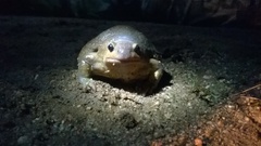 Uperodon globulosus