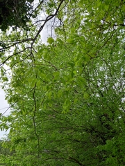 Quercus hartwissiana