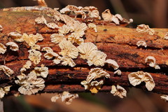 Marasmiellus affixus