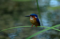 Corythornis vintsioides