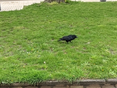 Corvus corone