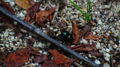 Canthon viridis