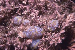 Botrylloides magnicoecus