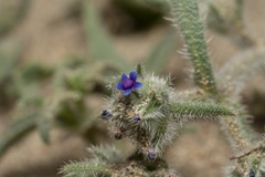 Anchusa aggregata
