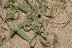 Anchusa aggregata