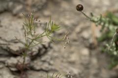 Galium setaceum