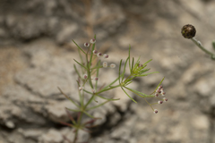 Galium setaceum