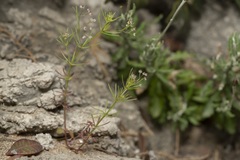 Galium setaceum
