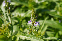 Veronica anagallis-aquatica