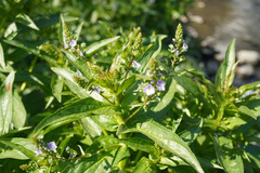 Veronica anagallis-aquatica
