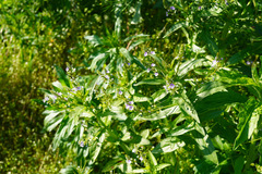 Veronica anagallis-aquatica