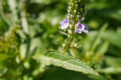Veronica anagallis-aquatica