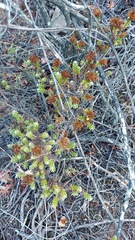 Oedera genistifolia