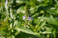 Veronica anagallis-aquatica