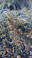 Oedera genistifolia