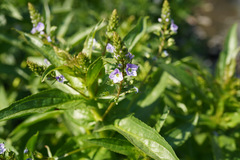 Veronica anagallis-aquatica