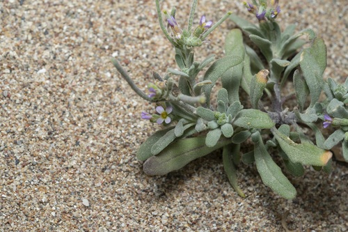 Image of Maresia nana by (c) Eleftherios Katsillis, some rights reserved (CC BY)