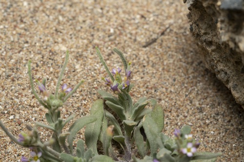 Image of Maresia nana by (c) Eleftherios Katsillis, some rights reserved (CC BY)
