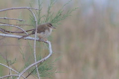 Prinia fluviatilis
