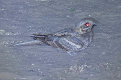 Caprimulgus climacurus