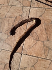 Hemachatus haemachatus